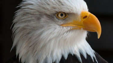 National Save the Eagles Day Fundraising Ideas, January 10